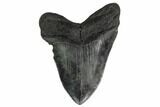 Fossil Megalodon Tooth - Georgia #151527-1